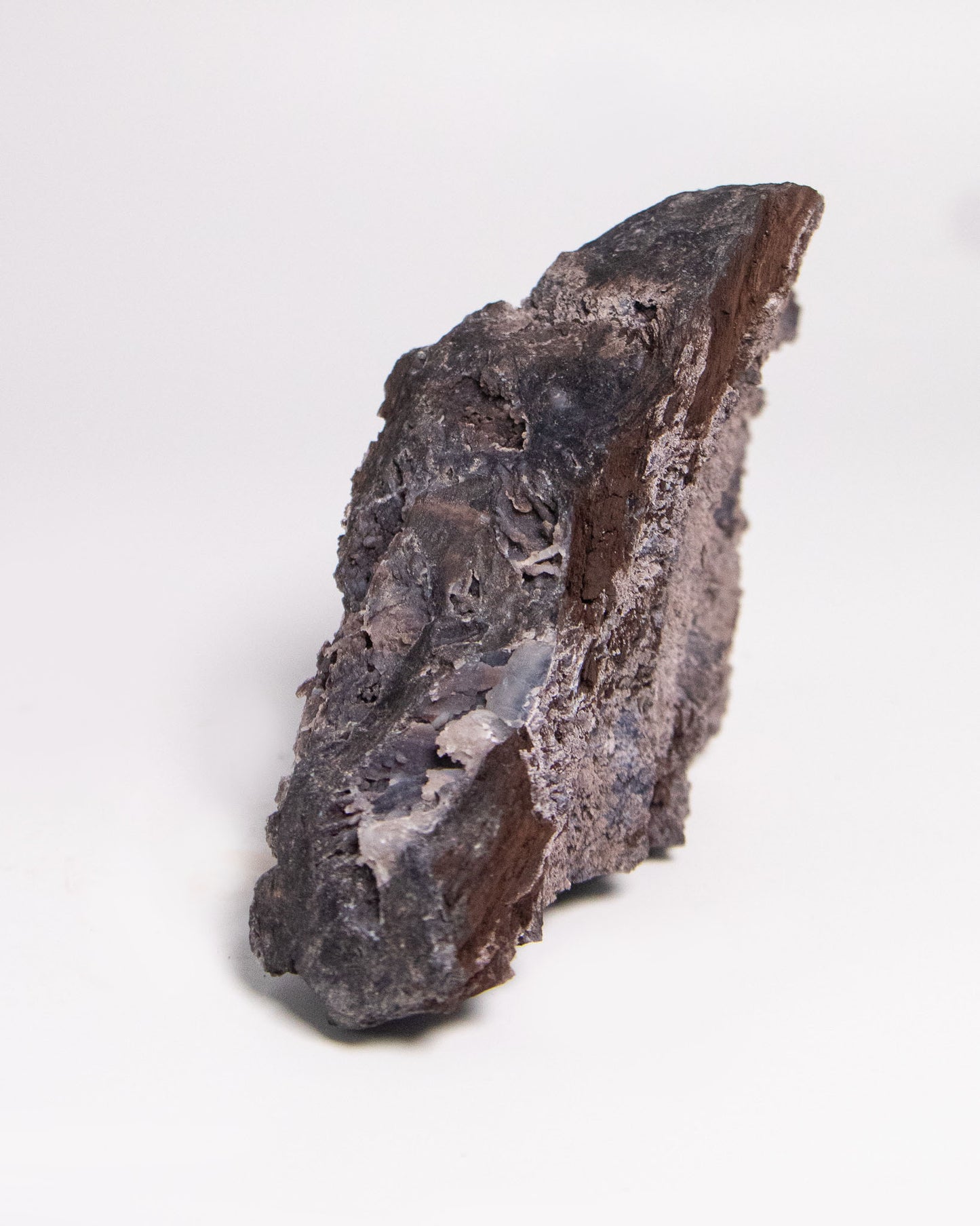 義大利阿爾卑斯木化石共生藍玉髓