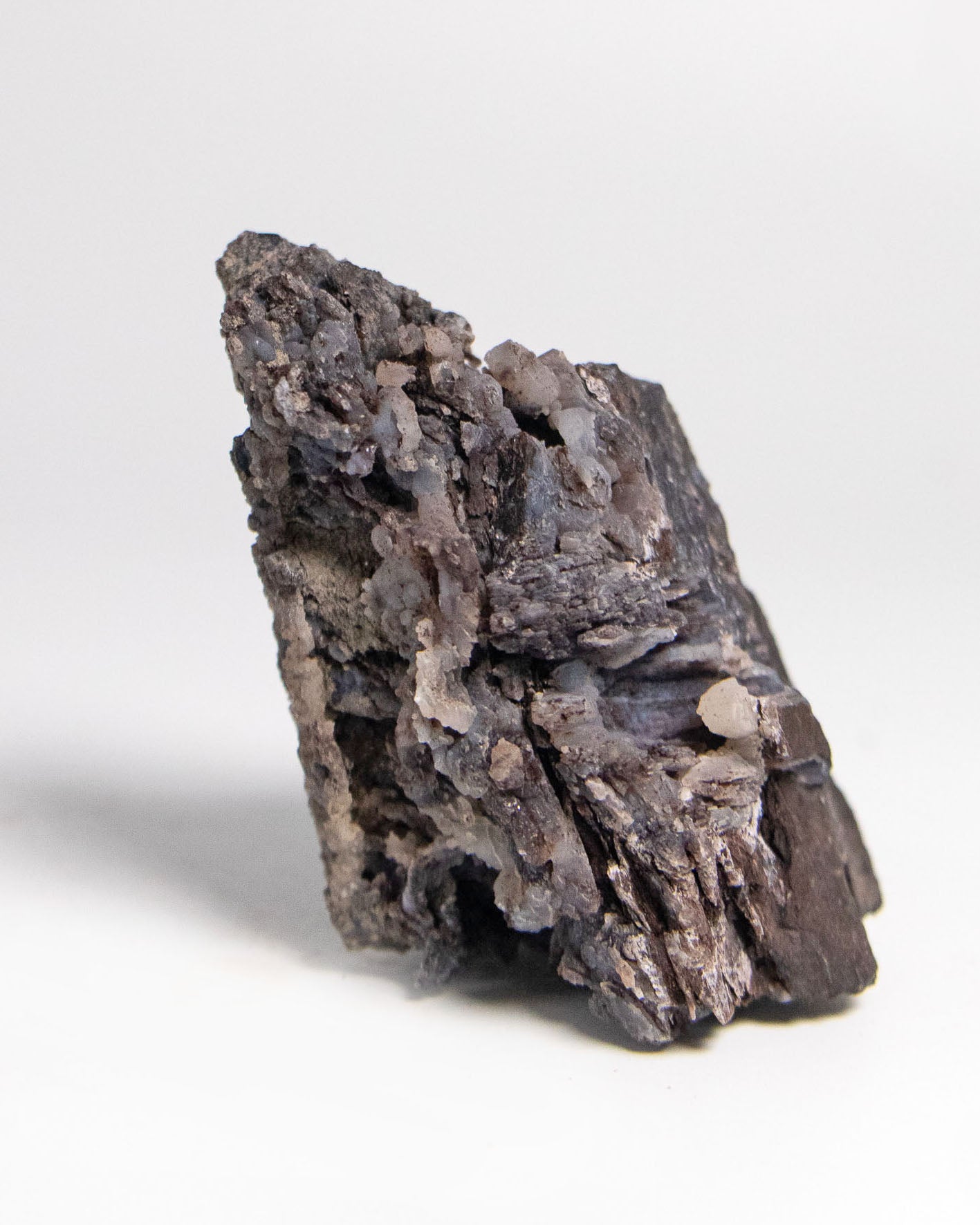 義大利阿爾卑斯木化石做居家擺飾打造木質生活