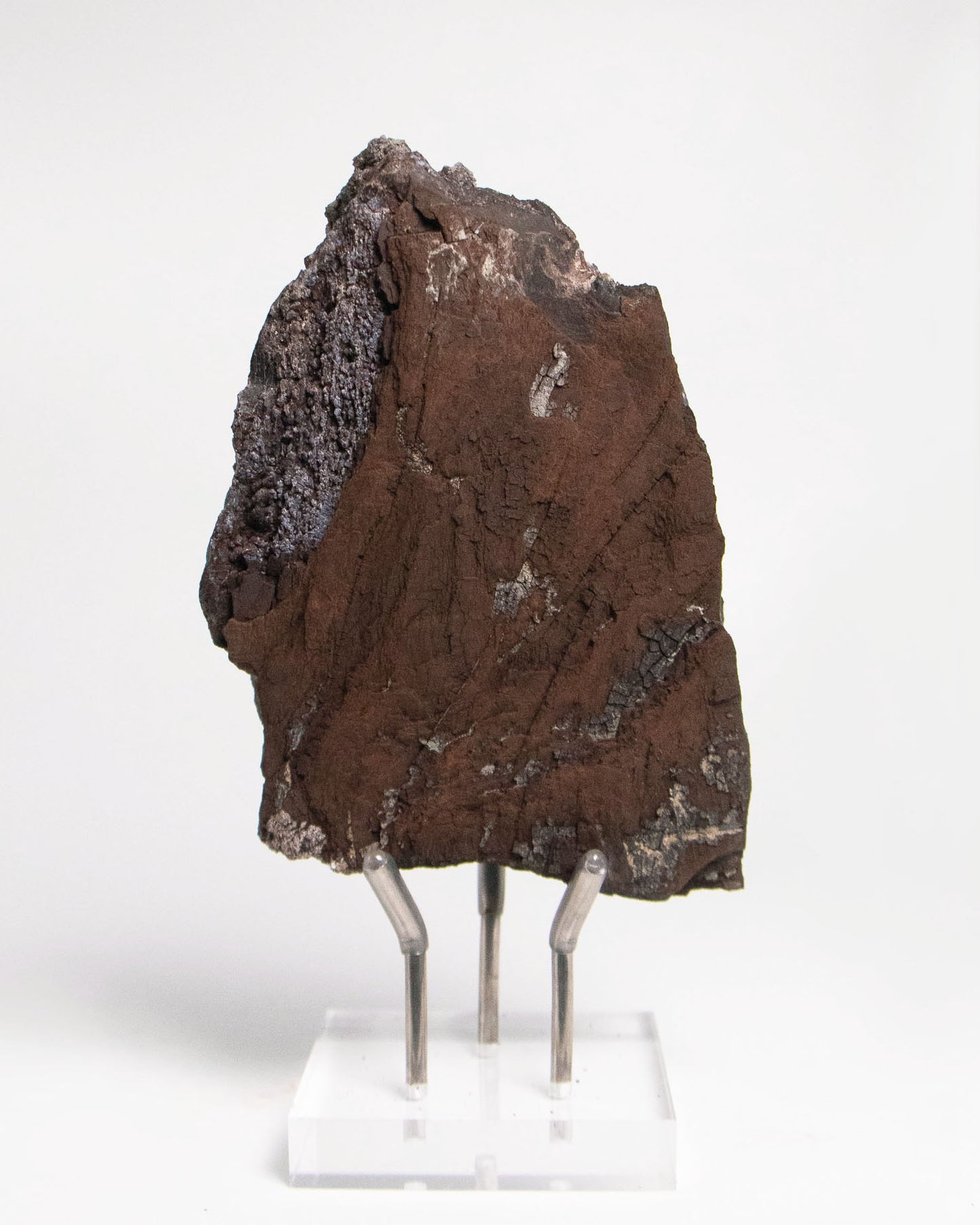 阿爾卑斯產木化石標本，含玉髓結晶與細緻紋理，是收藏者與自然系家居空間的理想裝飾品。