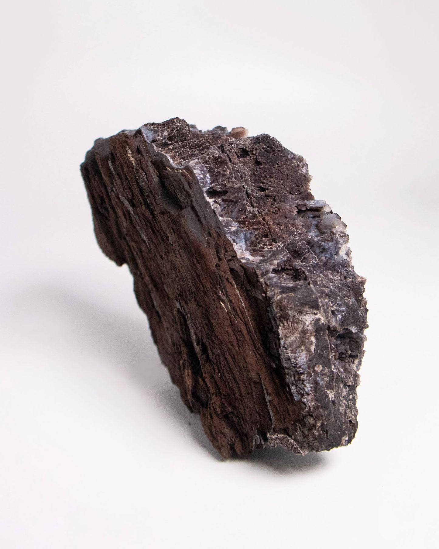 阿爾卑斯產木化石標本，含玉髓結晶與細緻紋理，是收藏者與自然系家居空間的理想裝飾品。