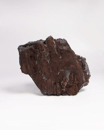 阿爾卑斯產木化石標本，含玉髓結晶與細緻紋理，是收藏者與自然系家居空間的理想裝飾品。