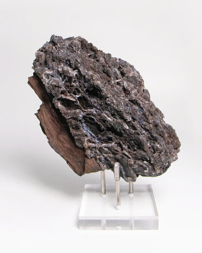 阿爾卑斯產木化石標本，含玉髓結晶與細緻紋理，是收藏者與自然系家居空間的理想裝飾品。