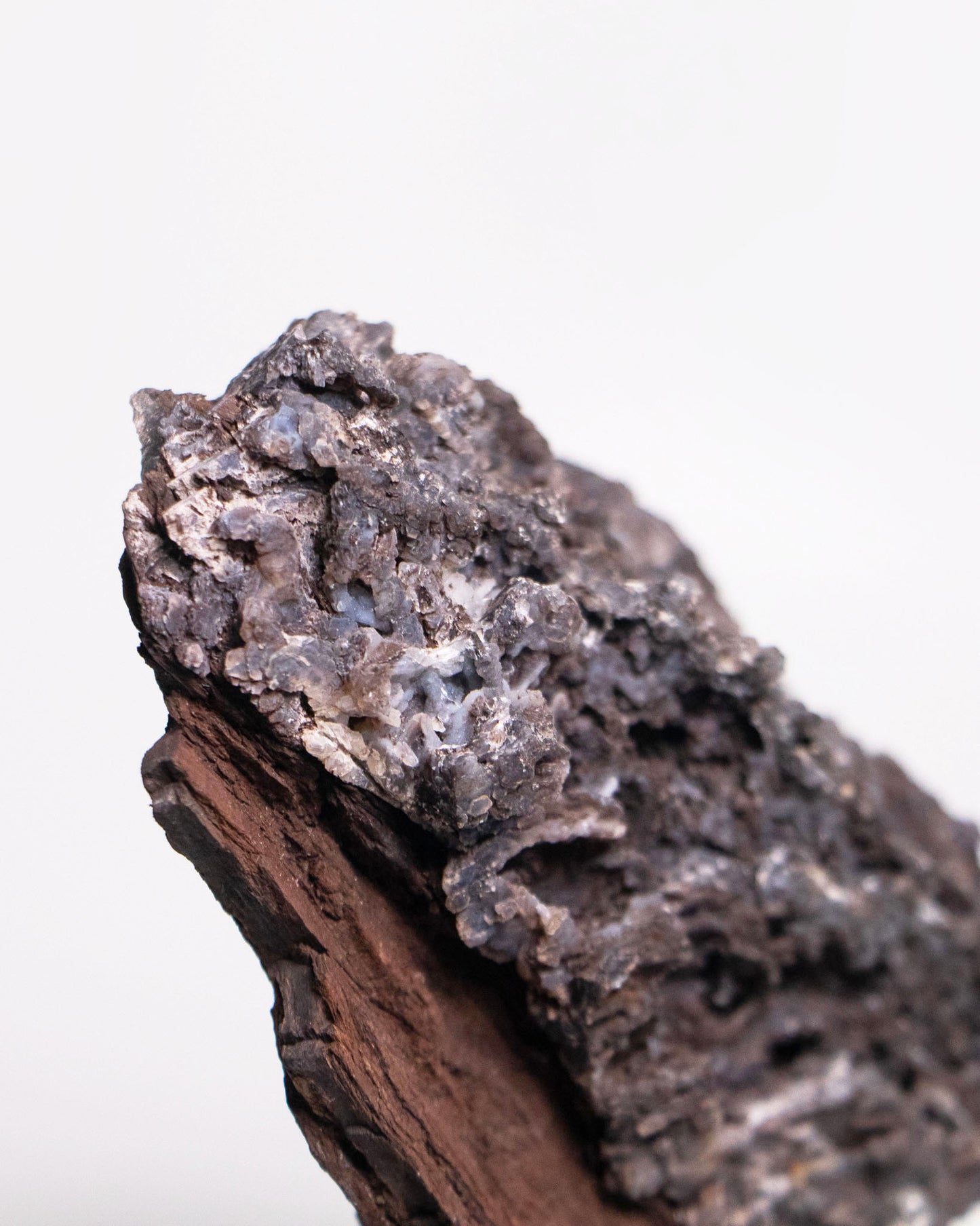 阿爾卑斯產木化石標本，含玉髓結晶與細緻紋理，是收藏者與自然系家居空間的理想裝飾品。