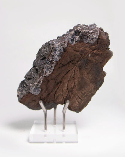 阿爾卑斯產木化石標本，含玉髓結晶與細緻紋理，是收藏者與自然系家居空間的理想裝飾品。