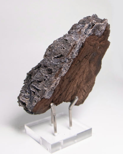 阿爾卑斯產木化石標本，含玉髓結晶與細緻紋理，是收藏者與自然系家居空間的理想裝飾品。