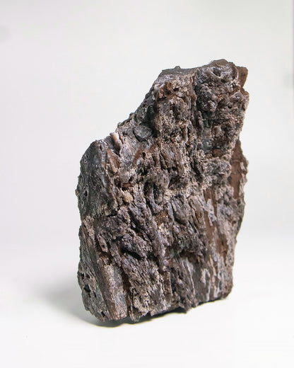 木質生活透過義大利阿爾卑斯木化石做居家擺飾