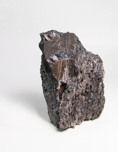 義大利阿爾卑斯木化石做居家擺飾打造木質生活