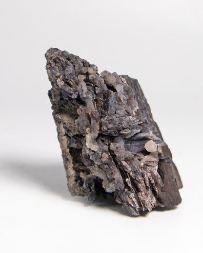 義大利阿爾卑斯木化石做居家擺飾打造木質生活