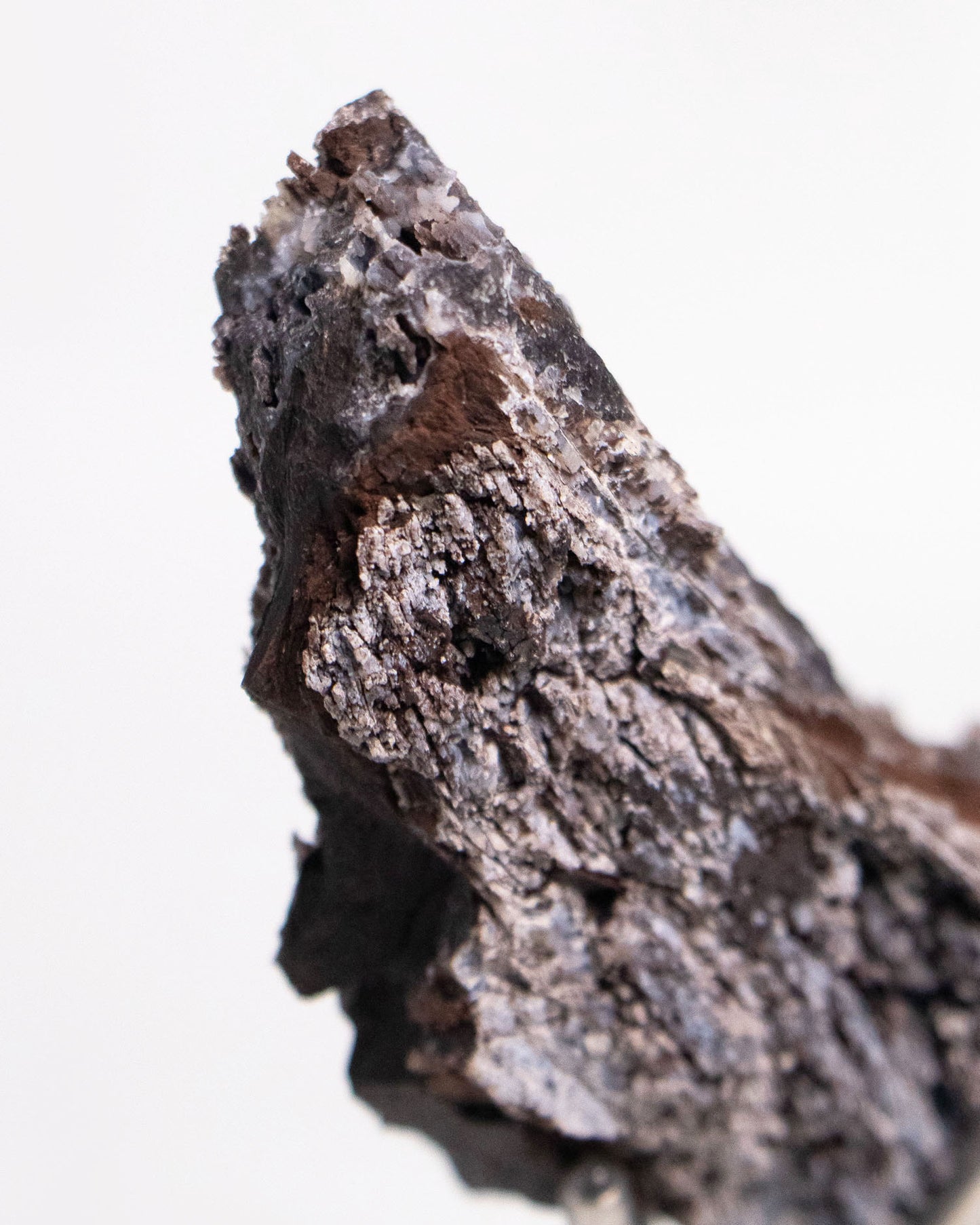 義大利阿爾卑斯產木化石，含玉髓結晶與細緻紋理，是收藏者與自然系家居空間的理想裝飾品。