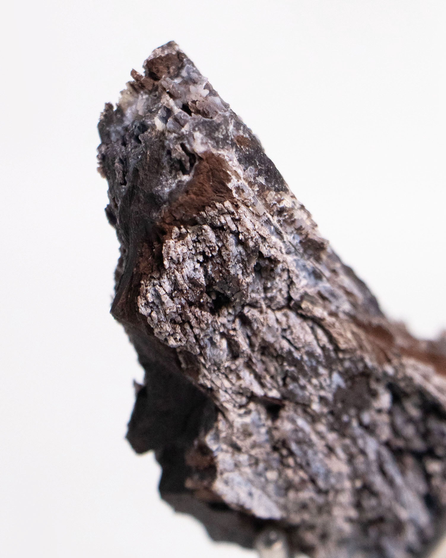 義大利阿爾卑斯產木化石，含玉髓結晶與細緻紋理，是收藏者與自然系家居空間的理想裝飾品。