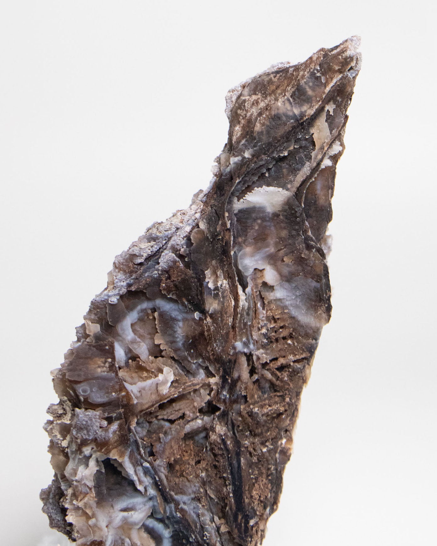 木質生活透過義大利阿爾卑斯木化石做居家擺飾