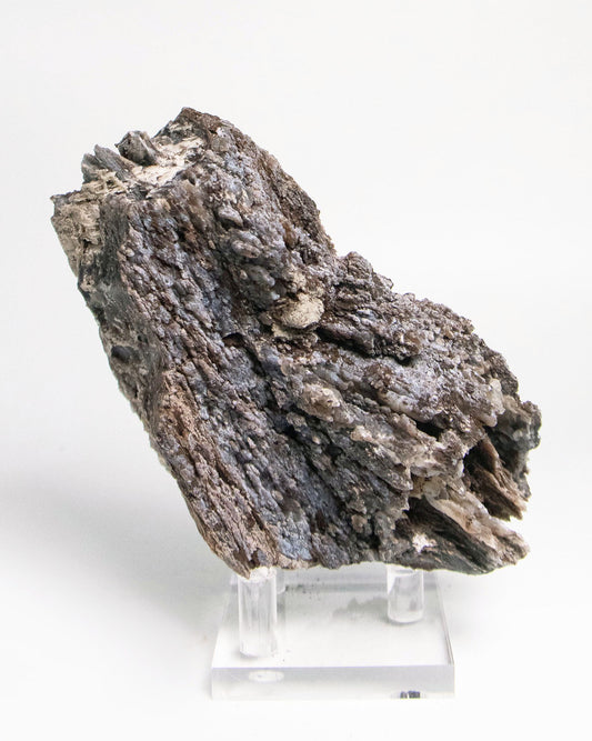 阿爾卑斯產木化石標本，含玉髓結晶與細緻紋理，是收藏者與自然系家居空間的理想裝飾品。