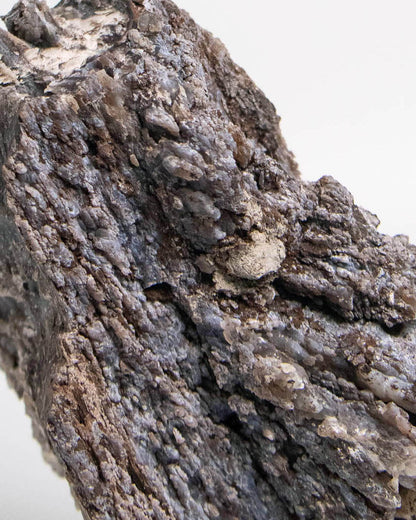 阿爾卑斯產木化石標本，含玉髓結晶與細緻紋理，是收藏者與自然系家居空間的理想裝飾品。