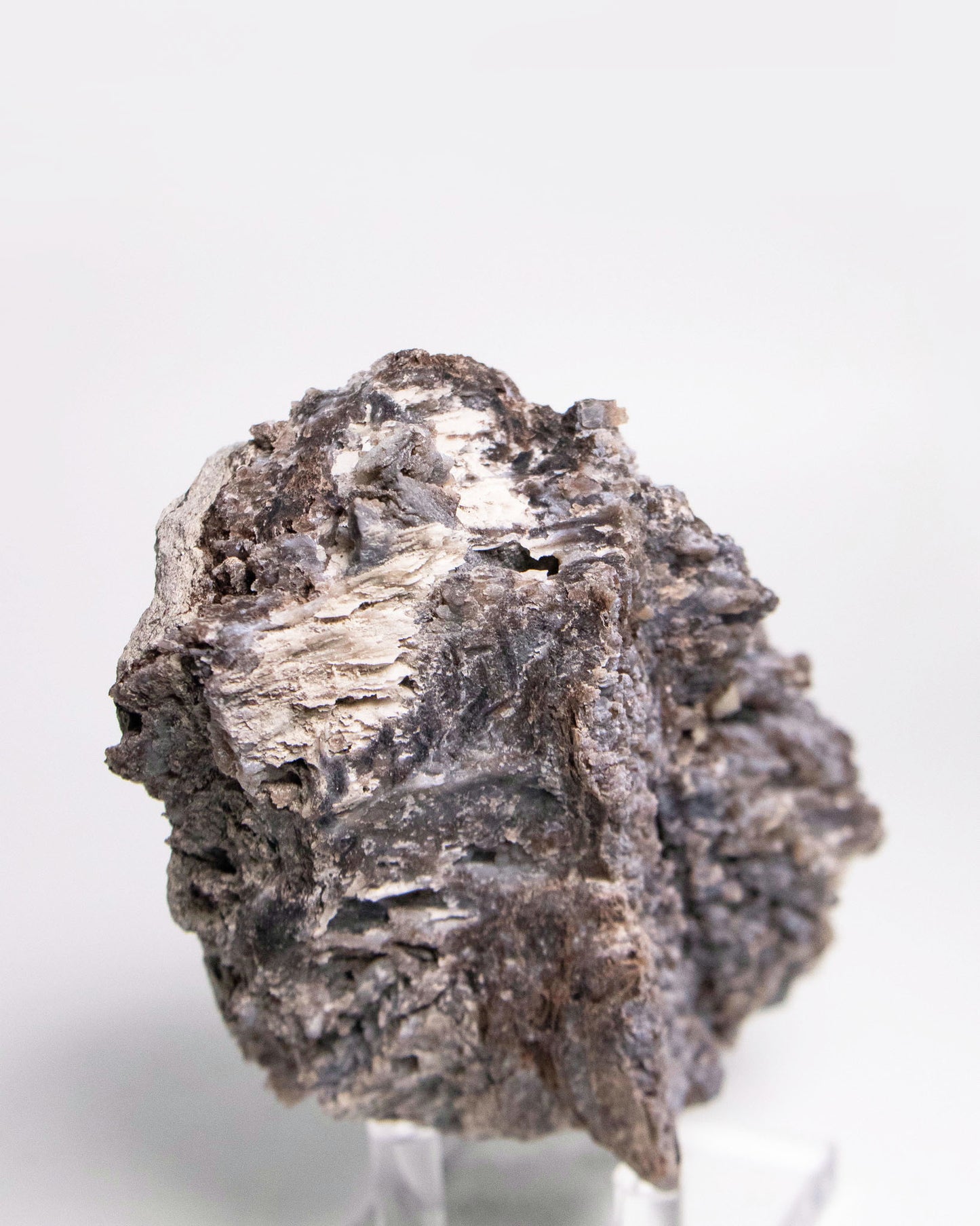 阿爾卑斯產木化石標本，含玉髓結晶與細緻紋理，是收藏者與自然系家居空間的理想裝飾品。