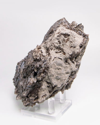 阿爾卑斯產木化石標本，含玉髓結晶與細緻紋理，是收藏者與自然系家居空間的理想裝飾品。