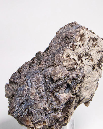 阿爾卑斯產木化石標本，含玉髓結晶與細緻紋理，是收藏者與自然系家居空間的理想裝飾品。