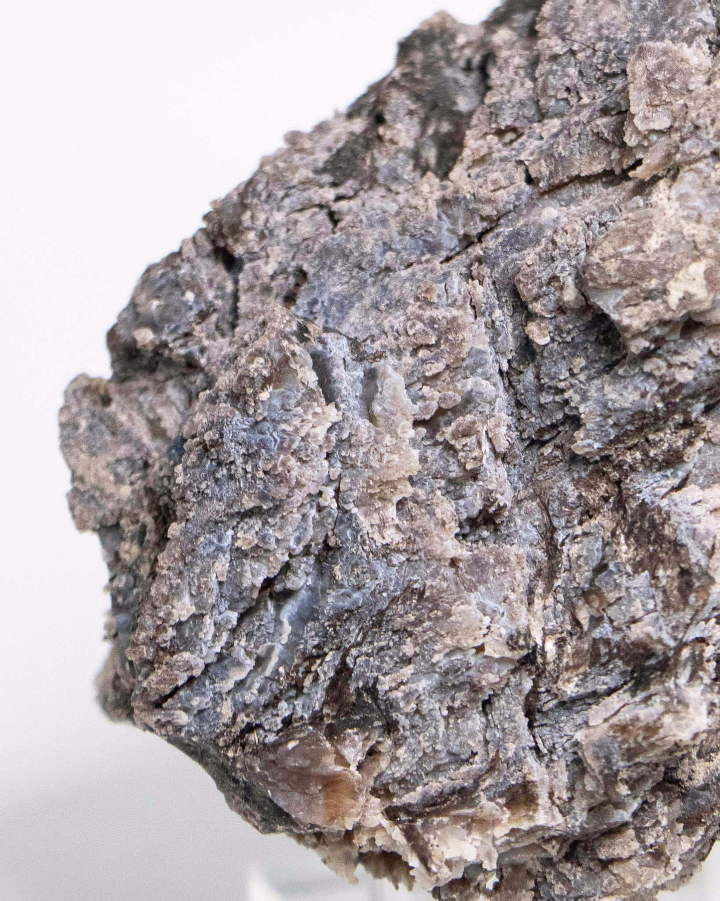 阿爾卑斯產木化石標本，含玉髓結晶與細緻紋理，是收藏者與自然系家居空間的理想裝飾品。