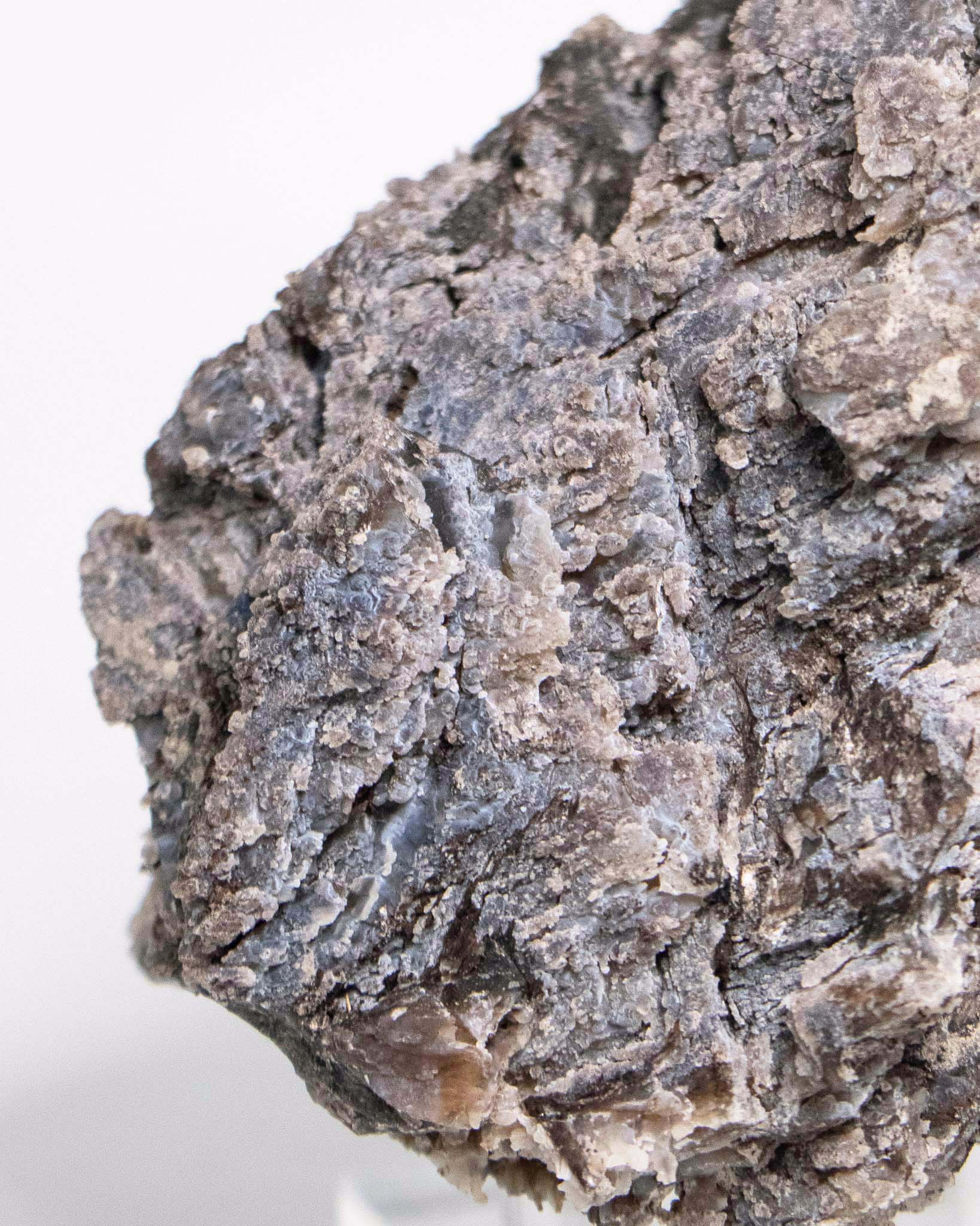 阿爾卑斯產木化石標本，含玉髓結晶與細緻紋理，是收藏者與自然系家居空間的理想裝飾品。