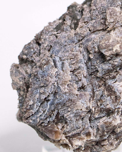 阿爾卑斯產木化石標本，含玉髓結晶與細緻紋理，是收藏者與自然系家居空間的理想裝飾品。