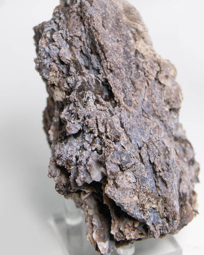 阿爾卑斯產木化石標本，含玉髓結晶與細緻紋理，是收藏者與自然系家居空間的理想裝飾品。