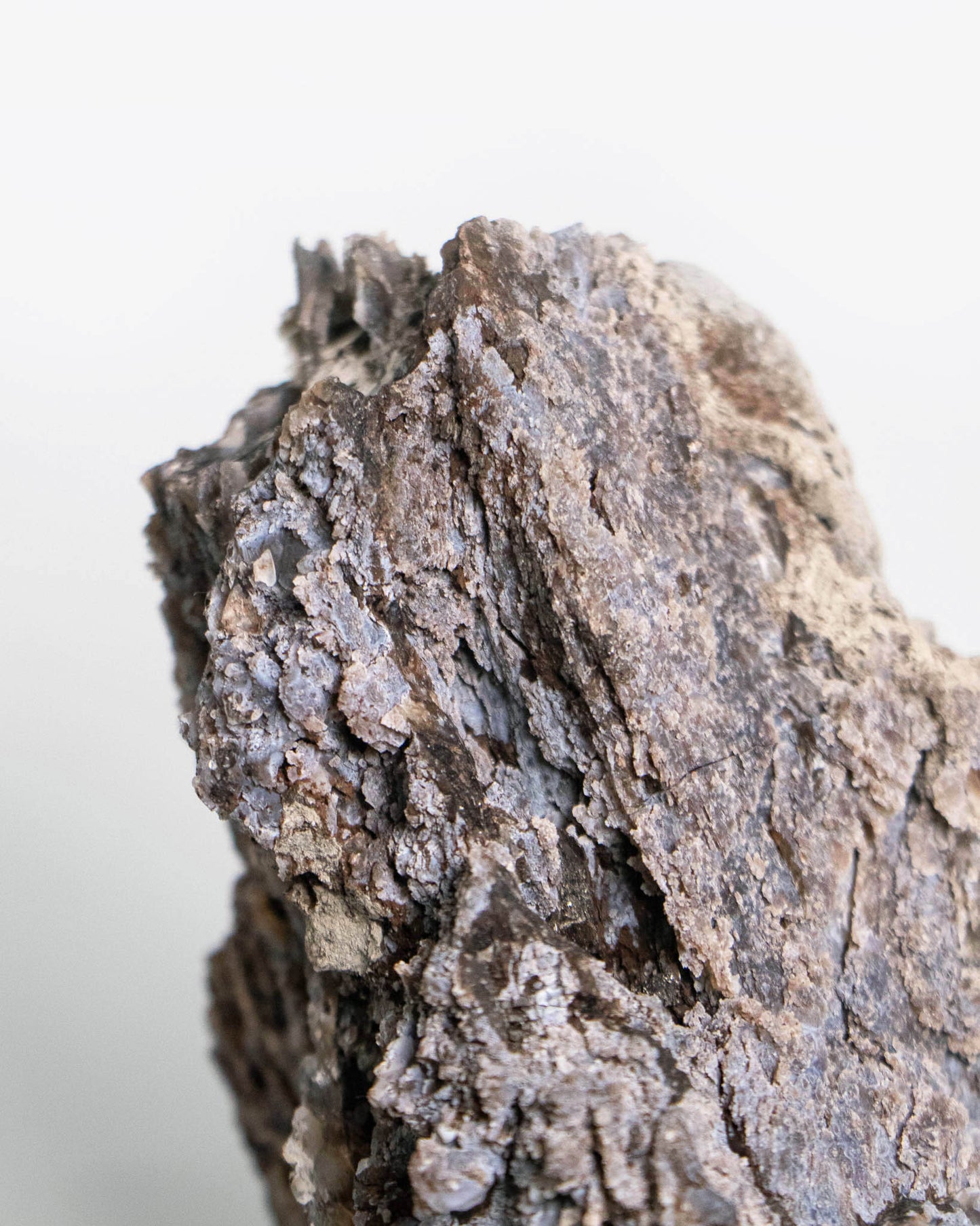 阿爾卑斯產木化石標本，含玉髓結晶與細緻紋理，是收藏者與自然系家居空間的理想裝飾品。