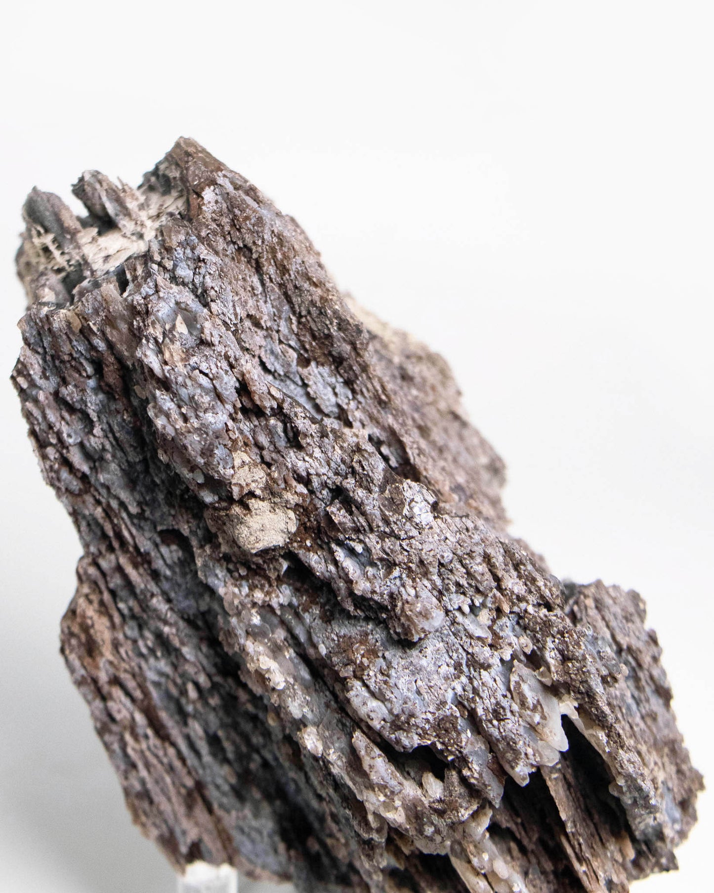 阿爾卑斯產木化石標本，含玉髓結晶與細緻紋理，是收藏者與自然系家居空間的理想裝飾品。