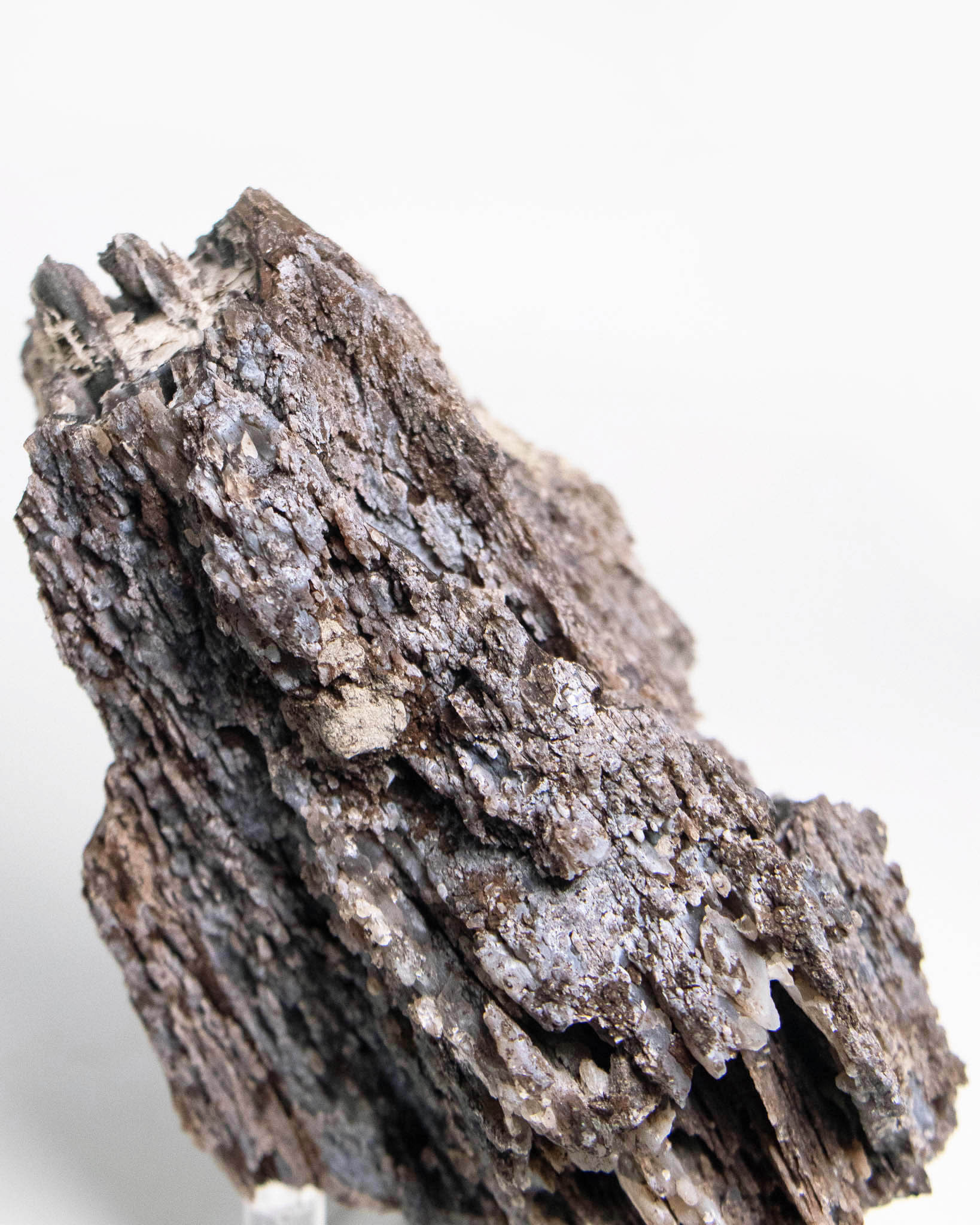 阿爾卑斯產木化石標本，含玉髓結晶與細緻紋理，是收藏者與自然系家居空間的理想裝飾品。