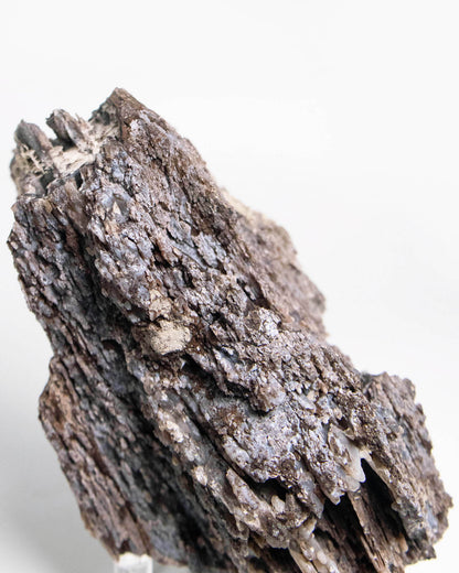 阿爾卑斯產木化石標本，含玉髓結晶與細緻紋理，是收藏者與自然系家居空間的理想裝飾品。