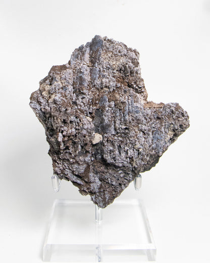 義大利阿爾卑斯木化石藍玉髓