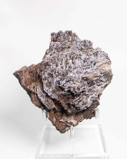 義大利阿爾卑斯木化石藍玉髓