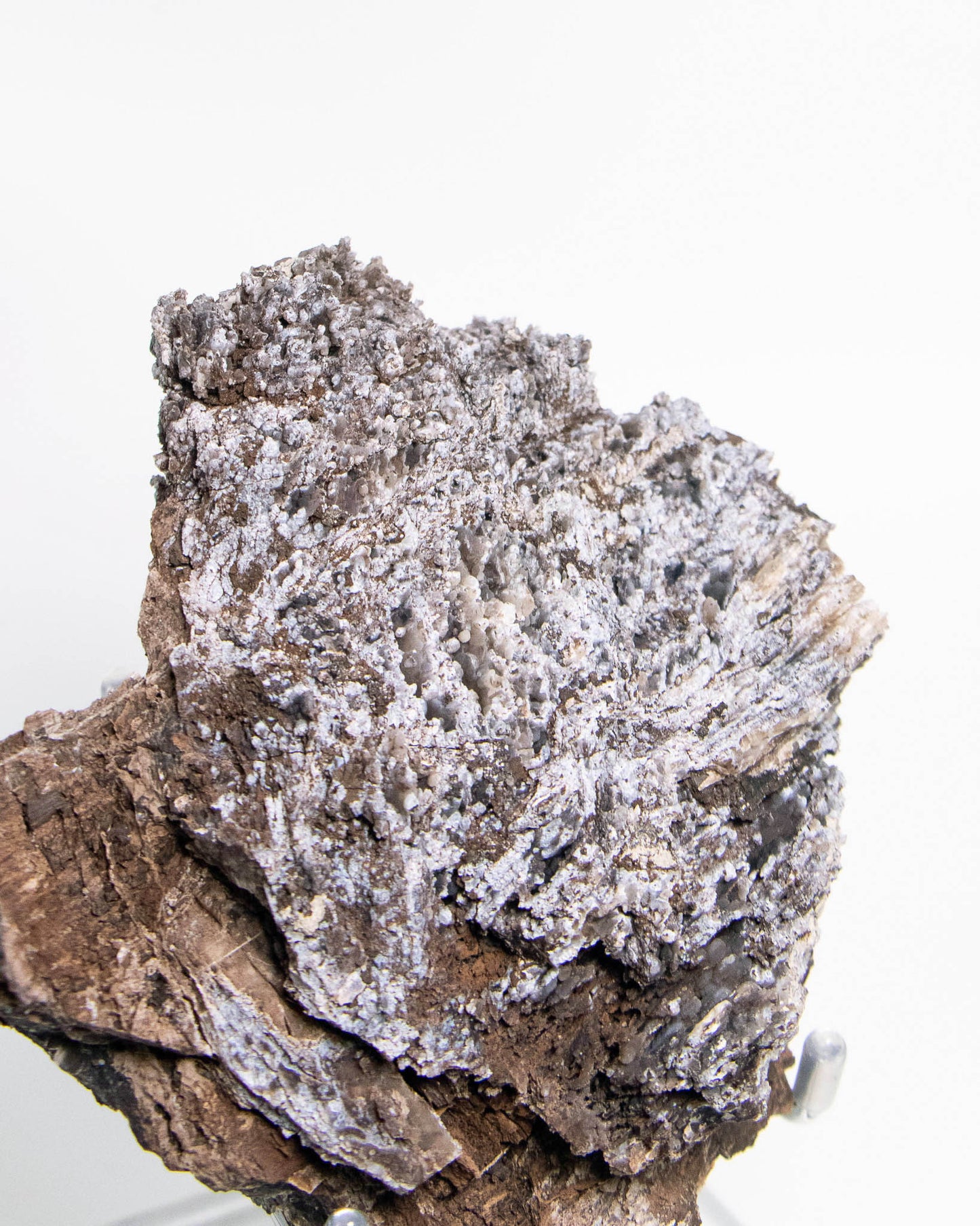 義大利阿爾卑斯木化石藍玉髓