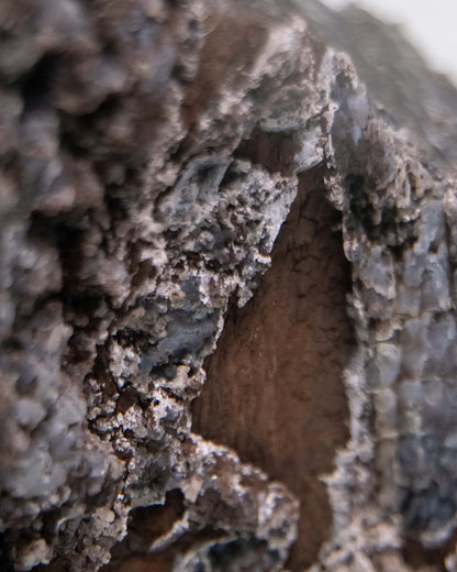 木質調居家擺飾義大利阿爾卑斯木化石